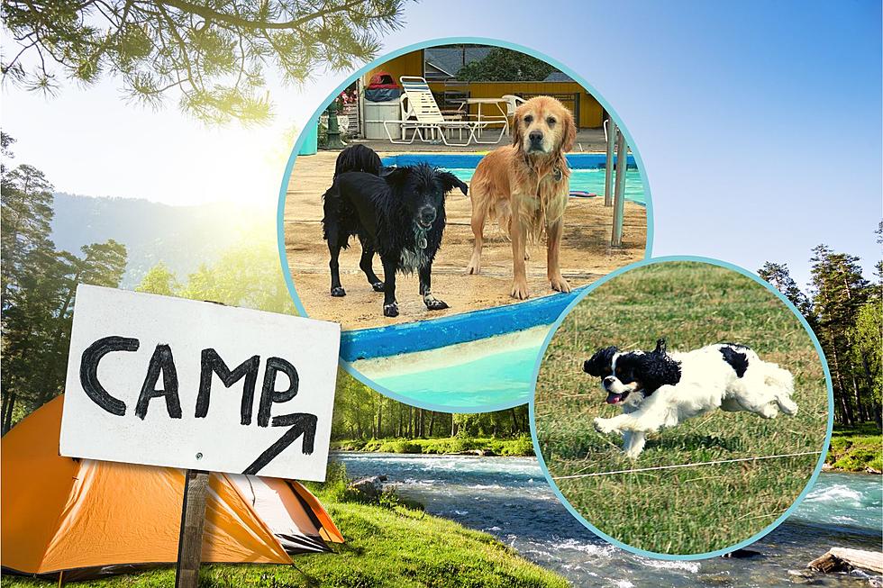Hot Dog! Upstate New York Has One Fun Summer Camp for Canines