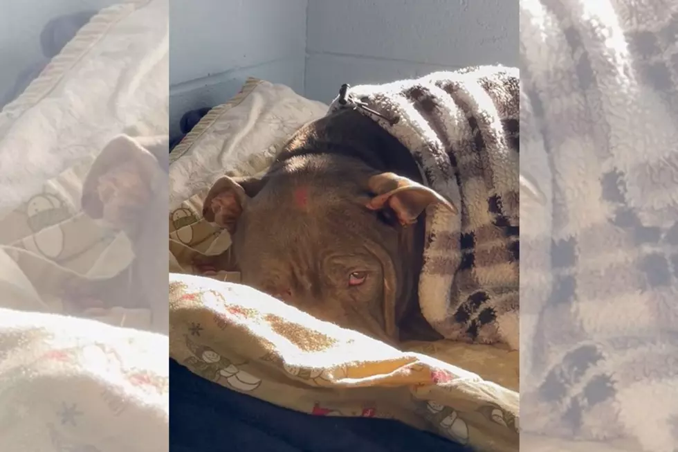 Poor Dog Some Heartless Jerk Abandoned Out in the Cold in CNY Has Been Found