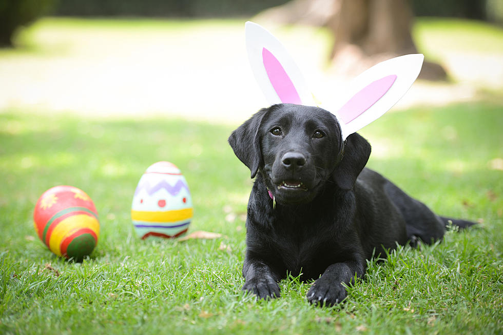 Easter Bunny Hopping Back to New Hartford &#038; Dogs Are Welcome Too