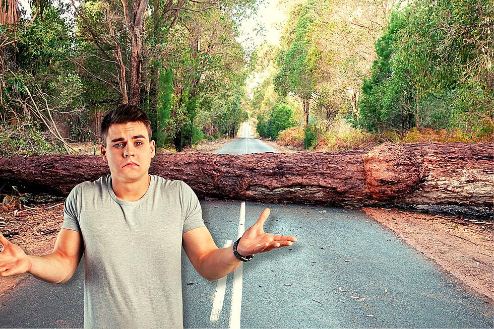 A Tree Falls in the Road&#8230; Where Does it Go After in Upstate New York?