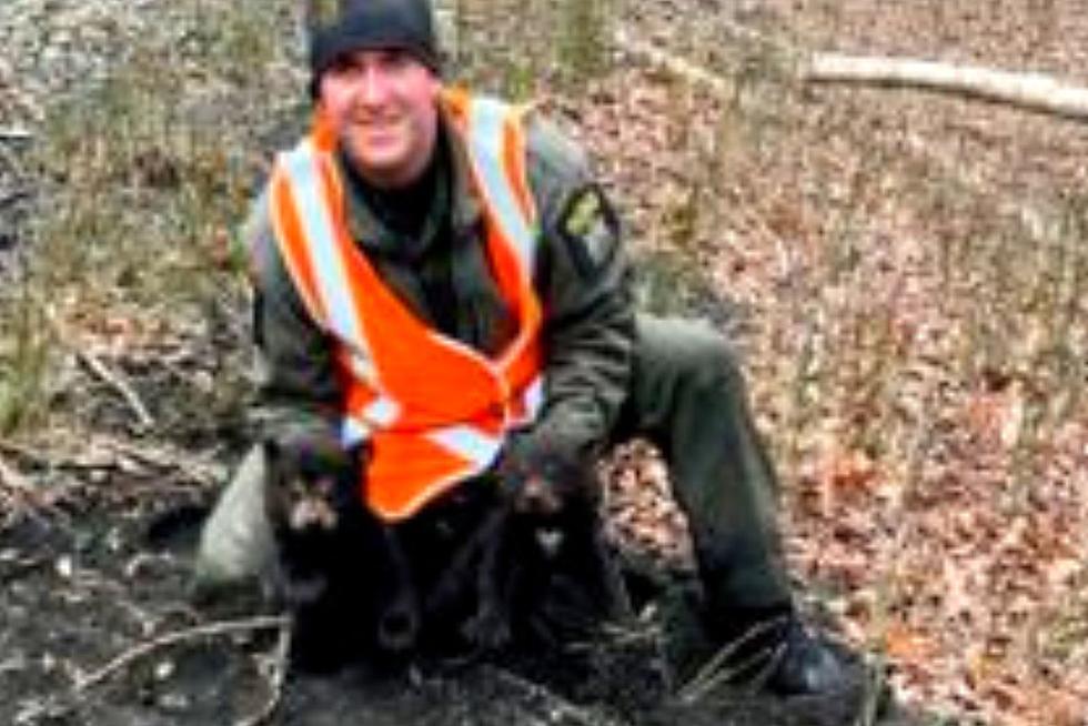 2 Motherless Bear Cubs Rescued Next to New York Railroad Tracks