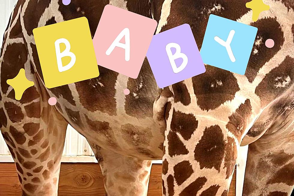 One Central New York Animal Park Gearing Up for New Baby on the Way