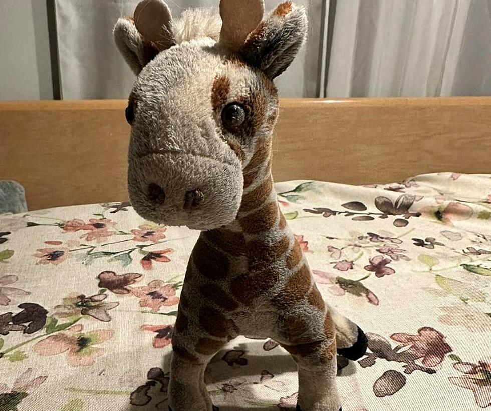 Help Lost Giraffe Found in New Hartford Find its Way Back Home