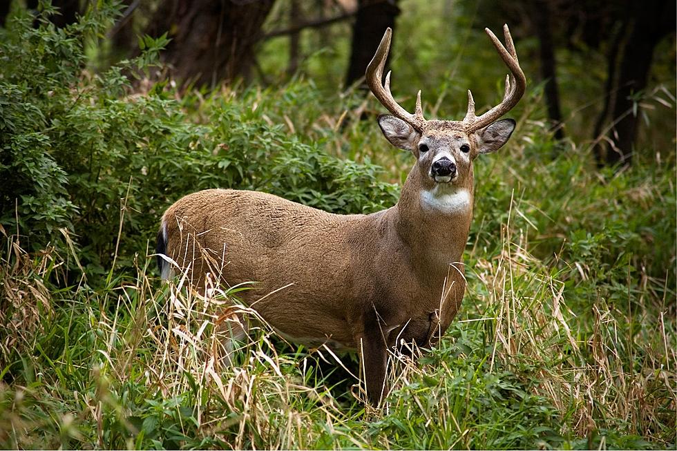 2022 Deer Hunting Numbers Out; New York Sees Surprising Increase