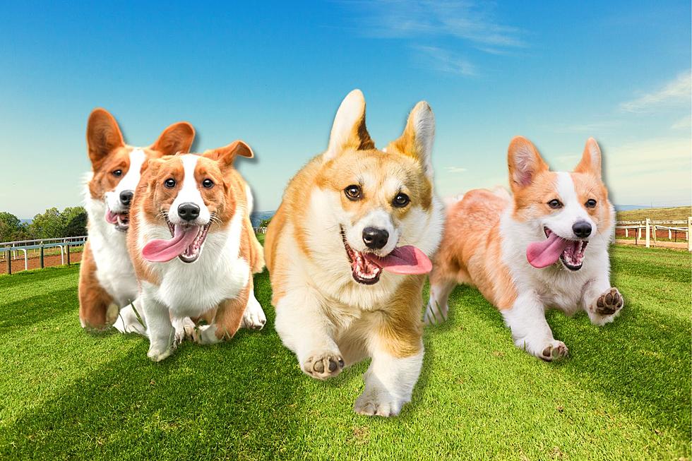 First Ever Corgi Race Coming to Central NY; They Want YOU to Join
