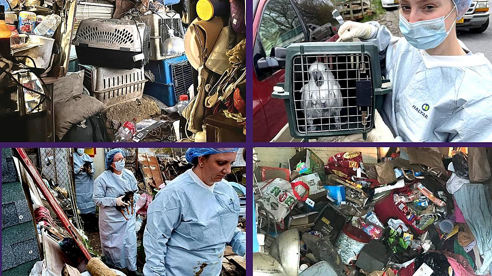 Shelters Come Together to Rescue 75 Animals From Uninhabitable CNY Home