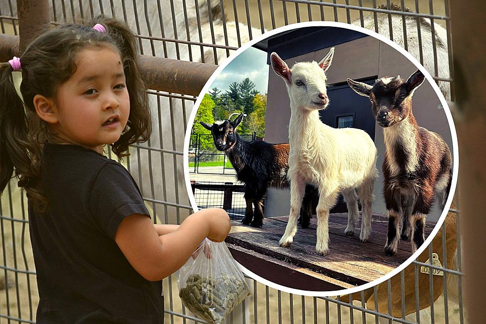 Cute Kids! Come Meet the Newest Members of the Utica Zoo Family