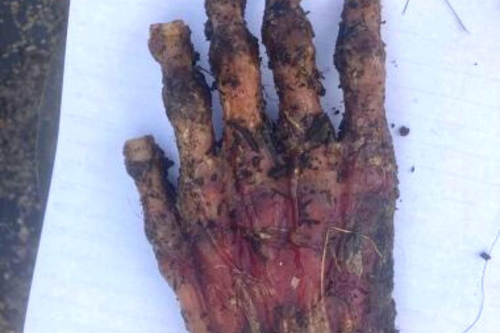 Mystery Hand Discovered in New York, But Who Does it Belong To