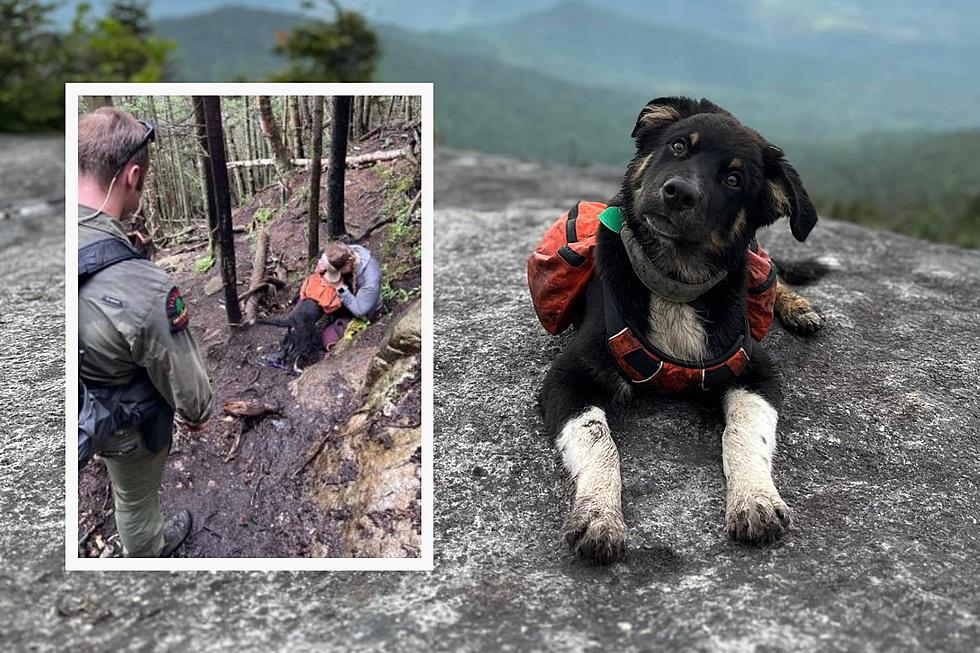 Upstate New York Hiker Reunited with Lost Puppy After Long Search