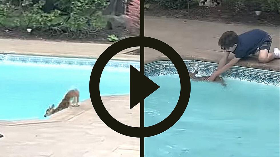 New York Father &#038; Son Save Baby Fawn From Drowning in Backyard Pool
