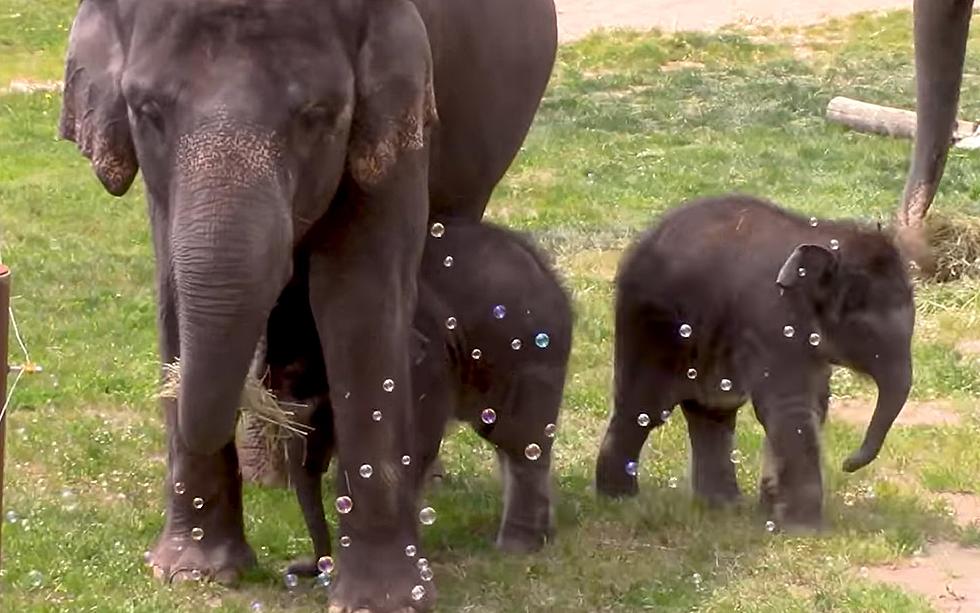 Baby Elephants Playing With Bubbles at CNY Zoo is Cutest Thing You’ll See Today