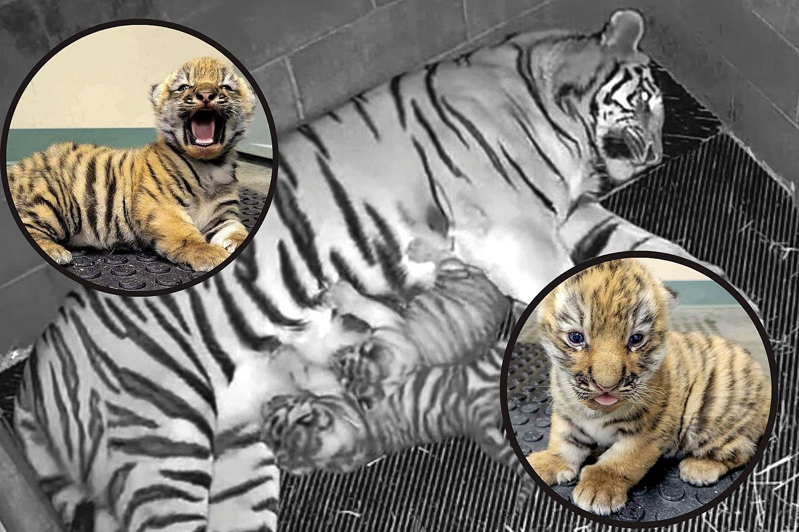 How An Actual Tiger Mother Raises Her Cubs