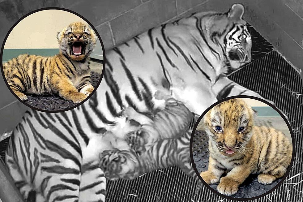 Rarest of Tiger Gives Birth To Two Adorable Cubs at CNY Zoo