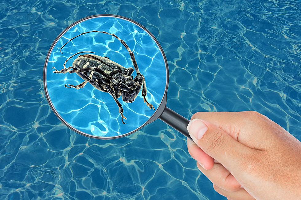 Check Your Pool! This Harmful Invasive Beetle is Back in New York