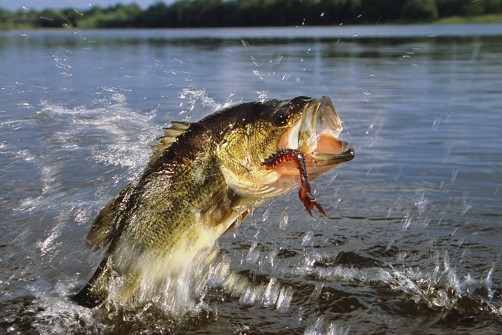 BIG BASS on Chautauqua Lake (1st Place!!) 