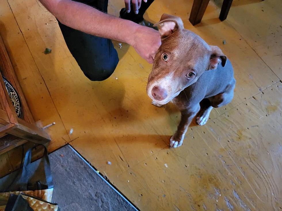 Dog Sucked Out Window by Tornado in NY Miraculously Returns Home