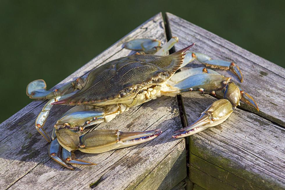 Holy Crab! Huge Record Breaking Crustacean Caught in New York