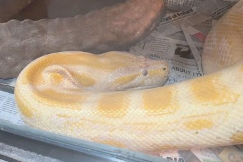 Enormous 14-Foot Burmese Python Discovered in New York Garage