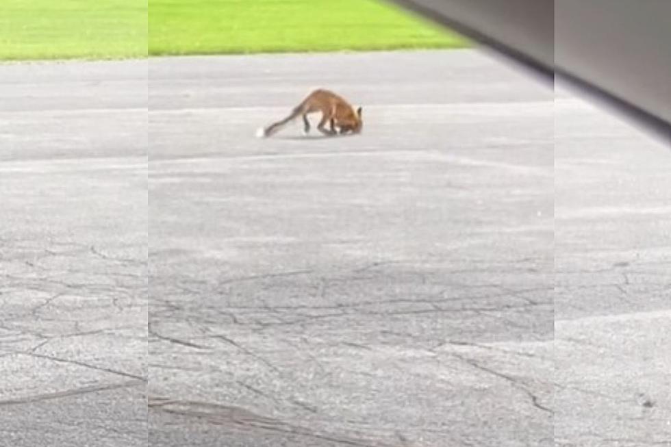 VIDEO: Baby Fox Seen Roaming Around Rome, New York