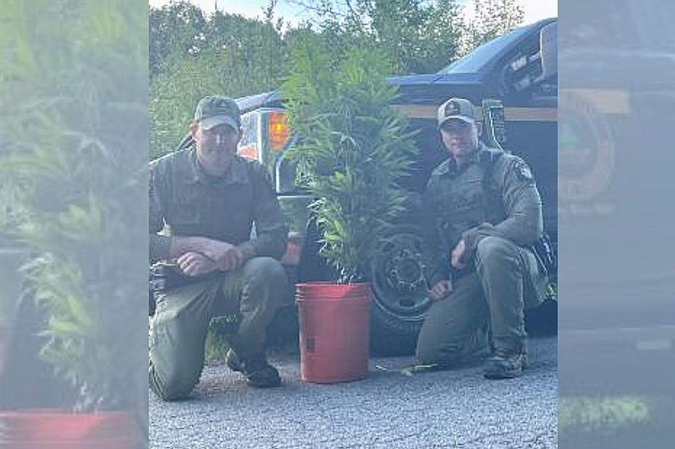 Surprising Discovery: NY Rangers Uncover 18 Marijuana Plants Growing on State Land