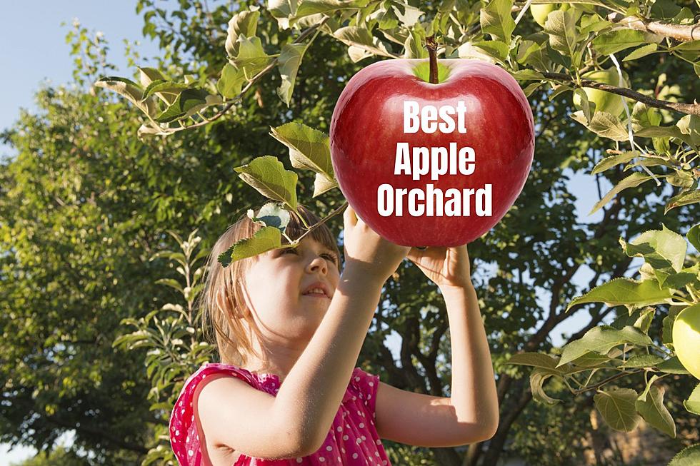 CNY Apple Orchard Among Top 10 Picks For Best in the Country
