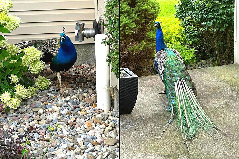 Have You Seen Him? Missing Peacock is Going Viral in New Hartford