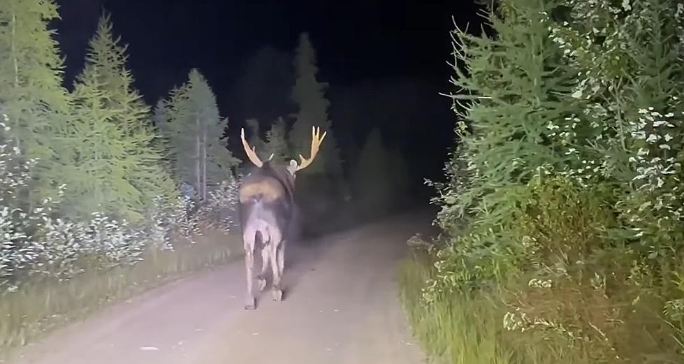 Watch Majestic Moose Take a Stroll Down Upstate New York Road [VIDEO]