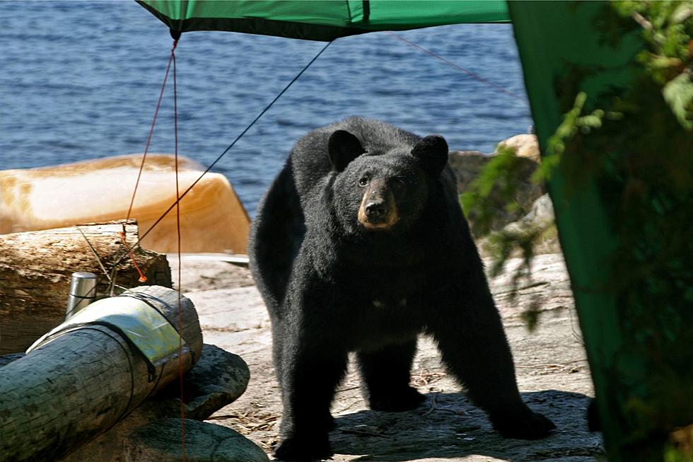 75-Year-Old Camper Ticketed for Shooting at a Bear in Upstate NY