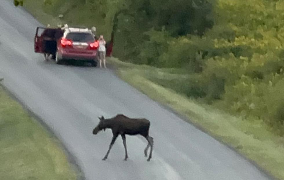 Unexpected Encounter: Majestic Moose Strolls Across Central New York Road