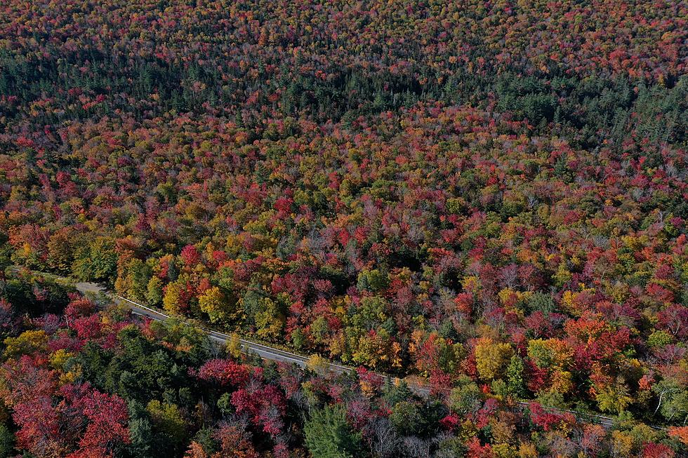 Autumn's Beauty in NY: 2 Foliage Hotspots Among Best in Country