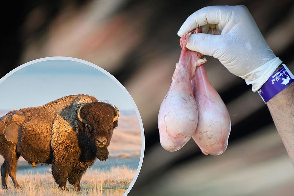 Got the Balls? Annual Testicle Festival Rolls Into Central New York Tavern