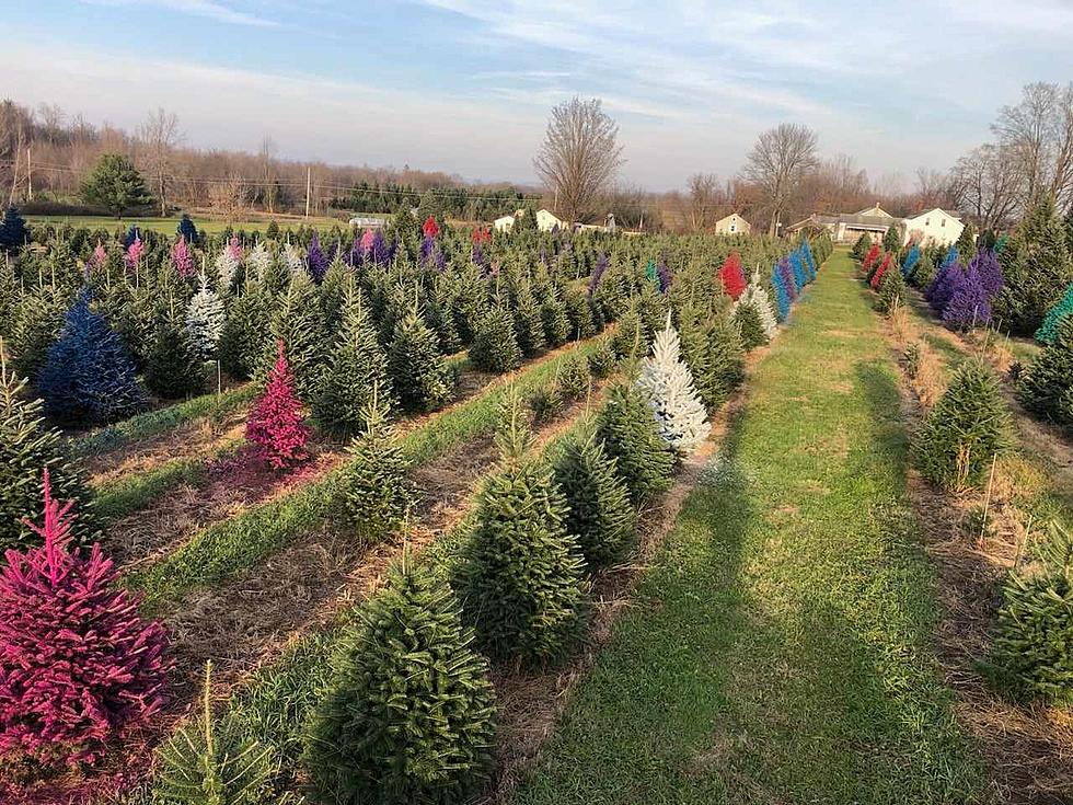 Branch Out to CNY's 10 Christmas Tree Farms for Magical Season
