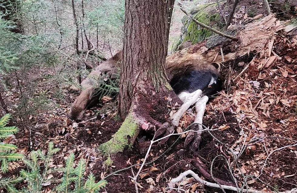 moose rescue in adirondacks, adirondacks moose rescue