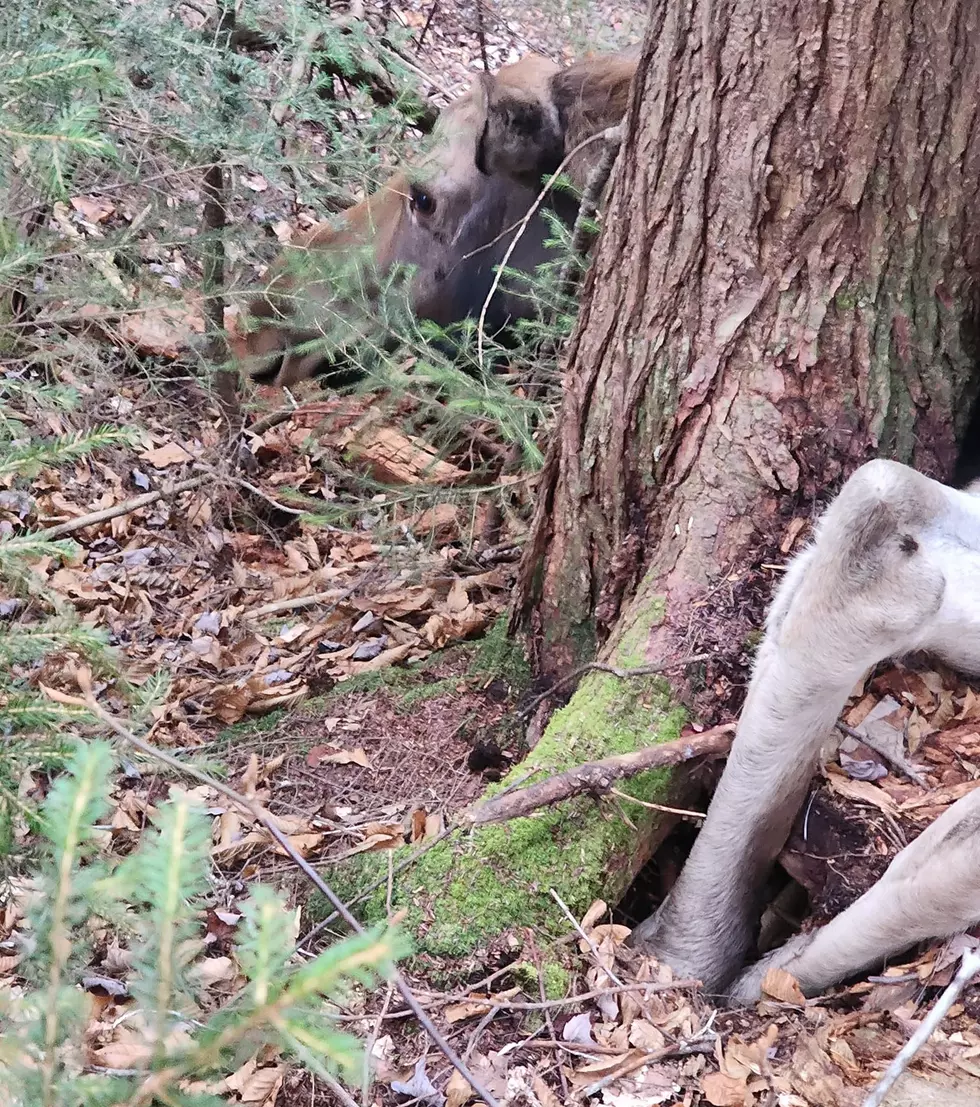 moose rescue in adirondacks, adirondacks moose rescue