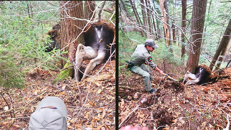 WATCH: Hunters Try To Save Stranded Moose In The Adirondacks