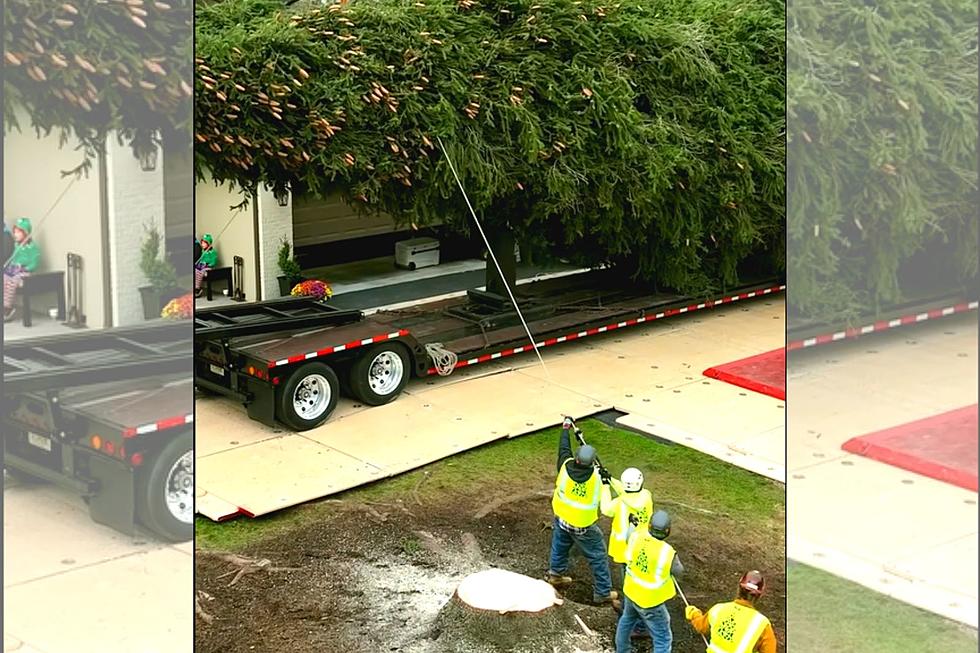 Famous Christmas Tree Makes Magical Trip to Rockefeller Center