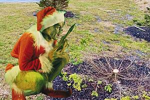 Grinch Cuts Christmas Tree From New York Business Parking Lot