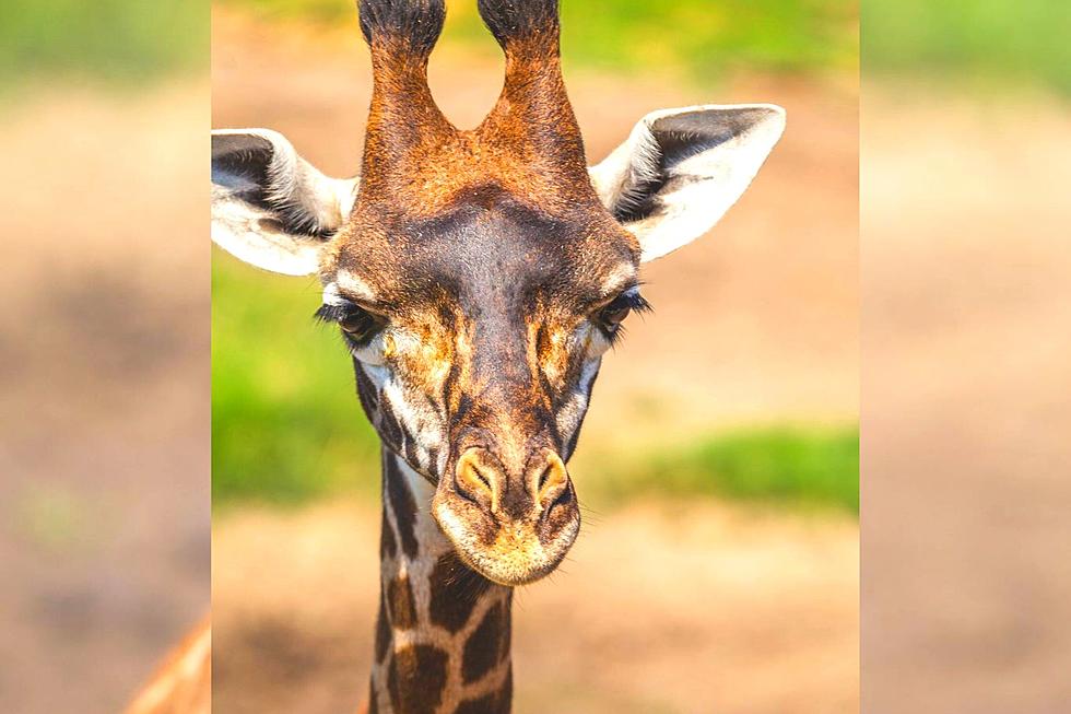 Giraffe Diagnosed with Cancer is Now Pregnant at New York Zoo