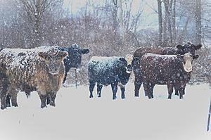 What a Load of Bull! Winter Storm Warnings in Central New York...