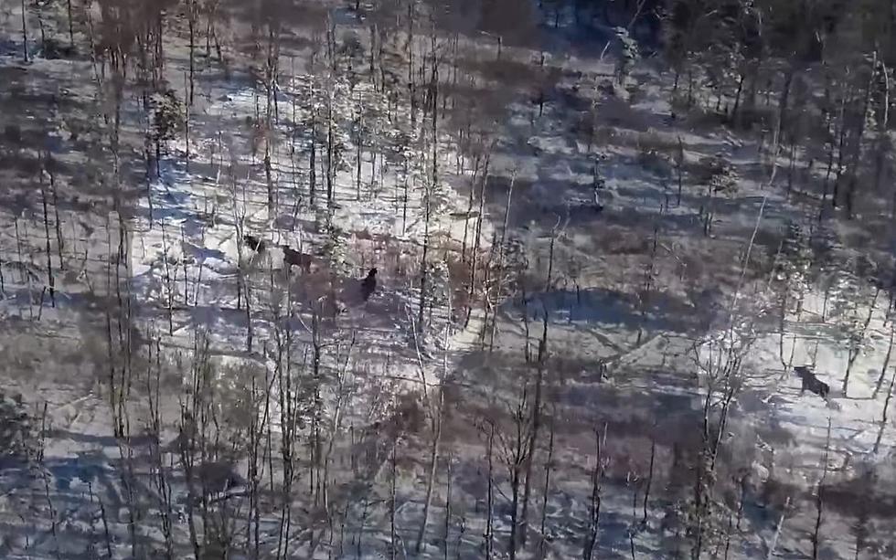 VIDEO: Go on an Aerial Moose Hunt in the Adirondacks