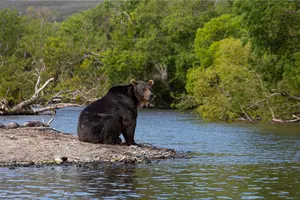 New York Bear Hunters See Best Harvest Numbers in Over 3 Years