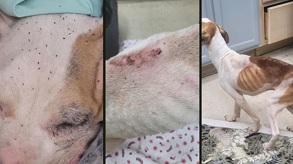 Heartbreaking Photos of Severely Starved Dogs Taken From Central New York Home