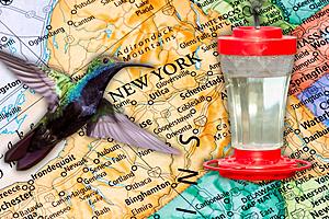 First Hummingbird of Season Arrives in New York 