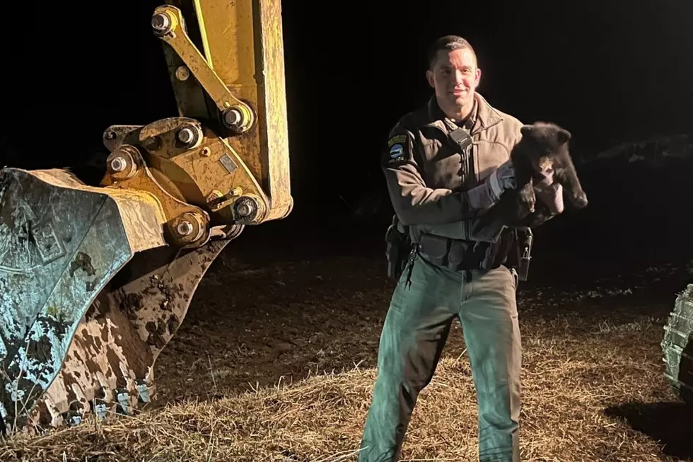 Farmer Rescues Bear Cub in Upstate New York Field