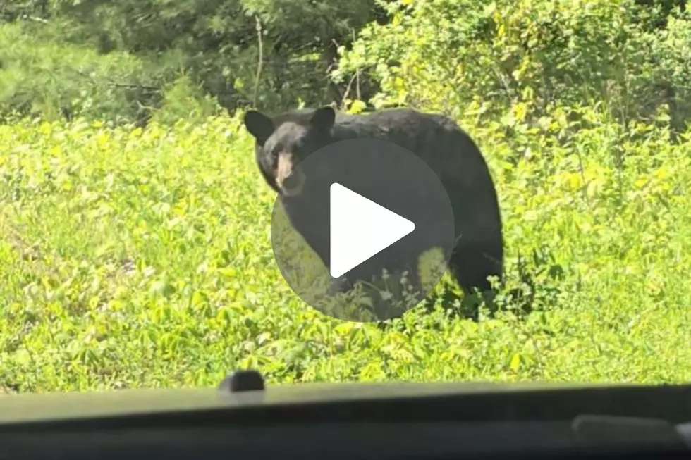 WATCH: Close Encounter of the Bear Kind in Central New York