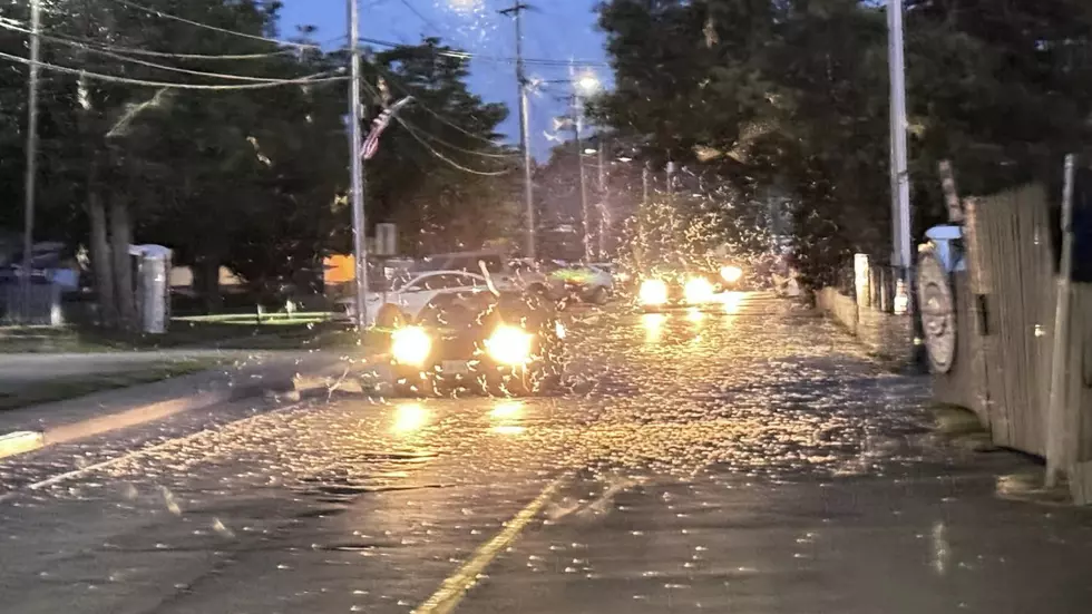 Insect Invasion Hits Central New York