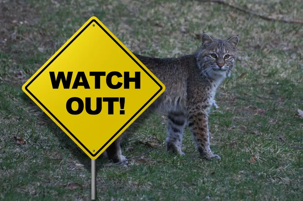 Here Kitty Kitty! 2 Bobcats Seen in Central New York Yards