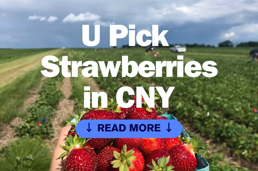 Plan Your Strawberry-Picking Adventure: Top Farms In Central New York