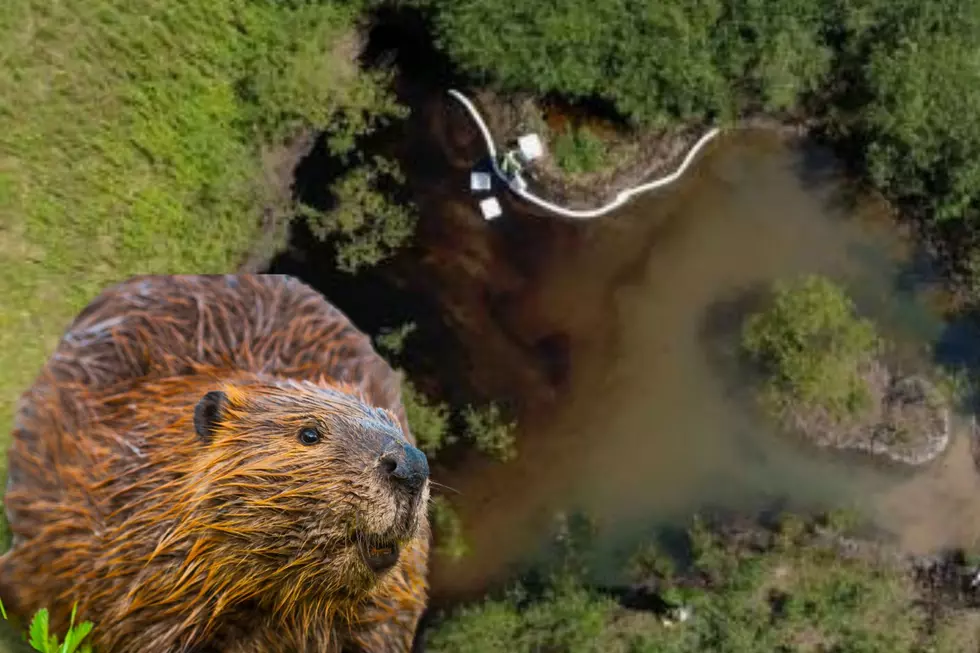 Oil Spill in New York Creek Kills Family of Beavers