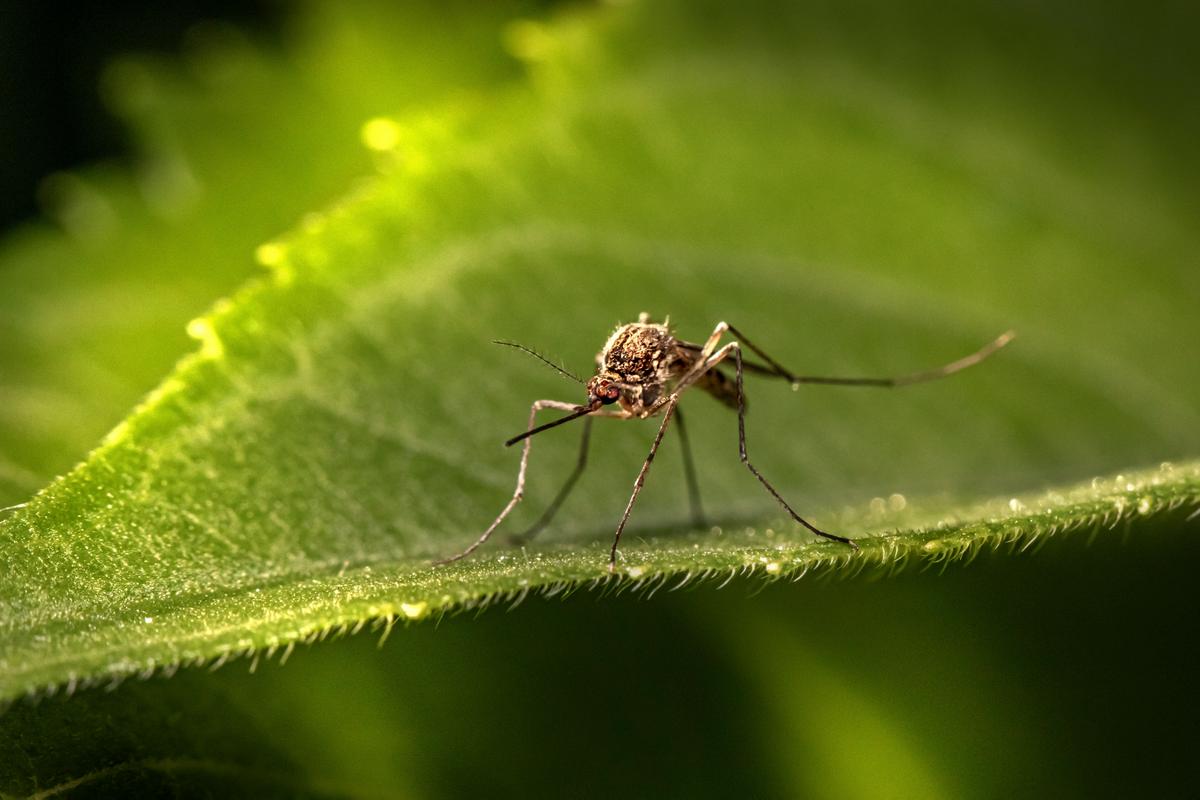 Officials Warn Of Rare Mosquito Virus In Central New York